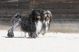 PETIT CHIEN LION 209
